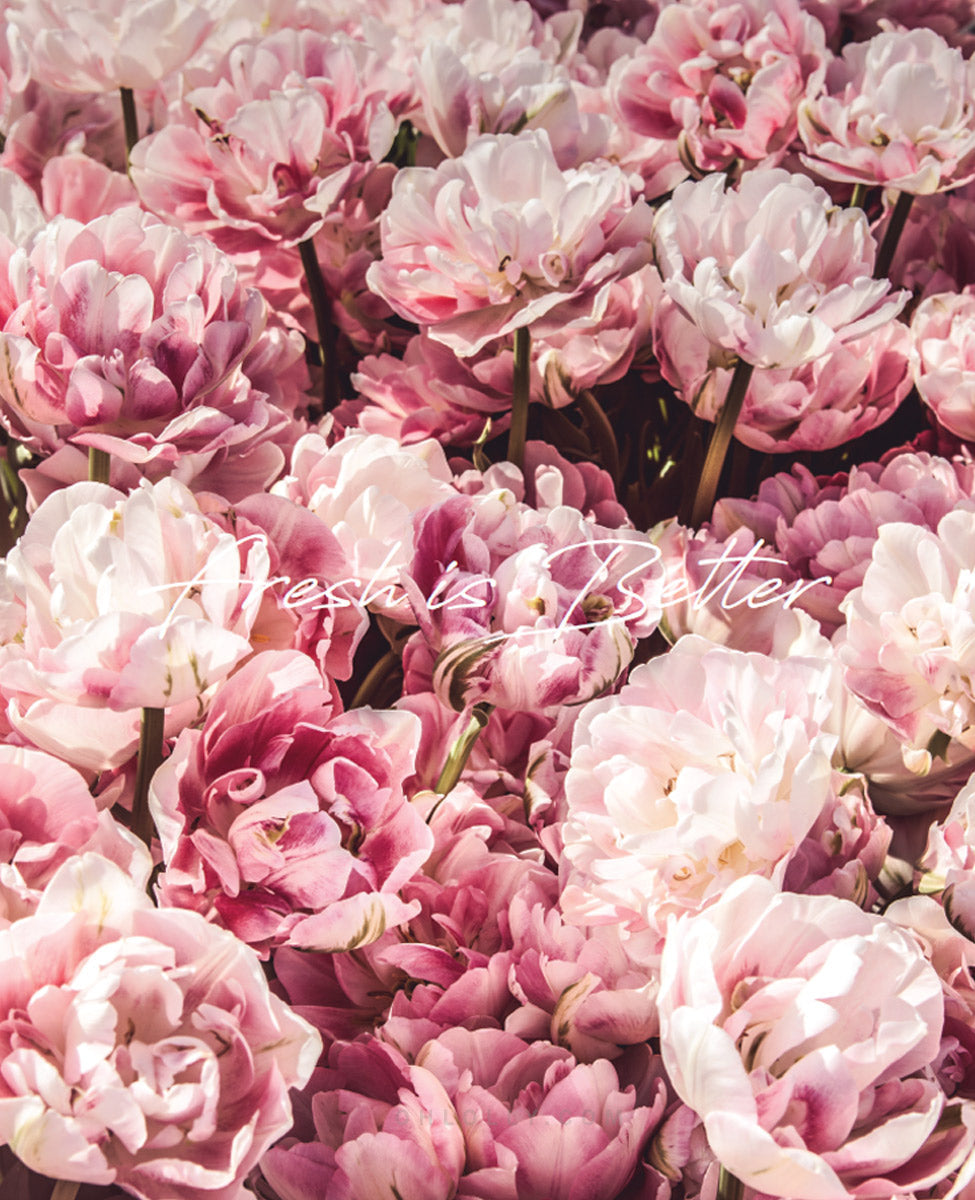 Urang Organic Rose Mist (2025/2026 Limited Edition)